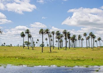 Ministerio de Ambiente, el nuevo «desafío» de los colorados en el gobierno de coalición