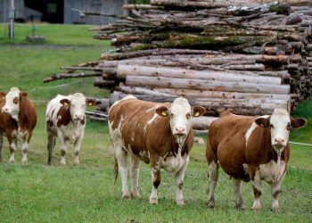 Vacas